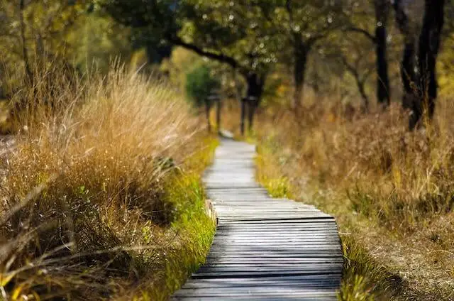 A walking path in nature.